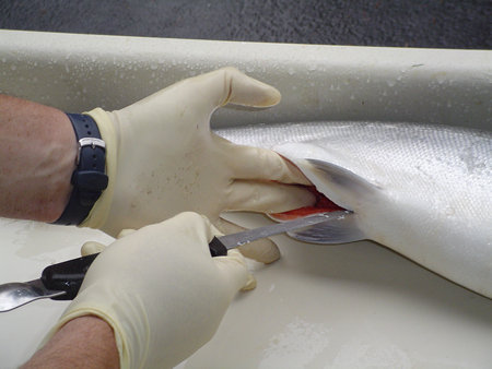 Cut open belly and clean salmon. Slice through salmon belly while cleaning salmon.